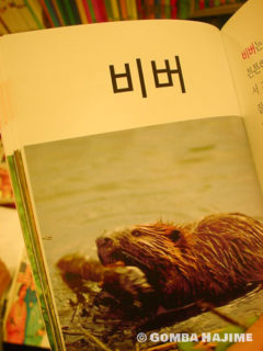 韓国語でビーバーって？