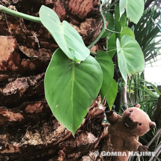 ナミビアにビーバー現る