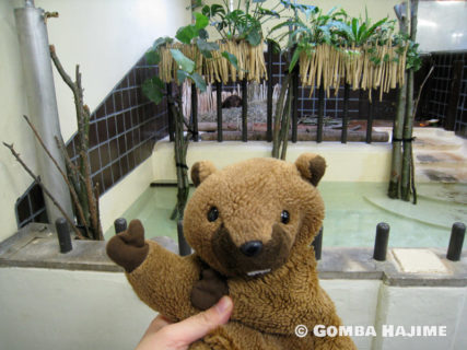 上野動物園のビーバー