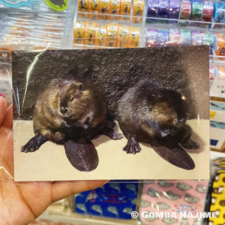 マリンピア日本海のビーバーポストカード