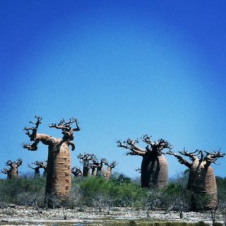 2000 マダガスカル・タイ・シンガポール・マレーシア