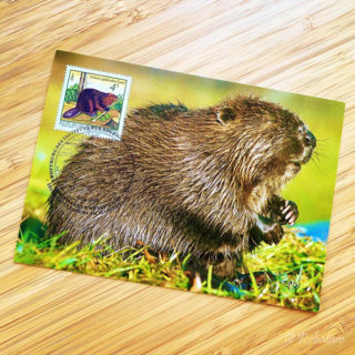 ビーバーのハガキッテ