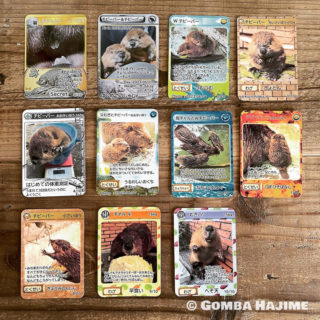 チビーバーカード