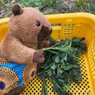 おいら、畑仕事のお手伝いに行ったよ～