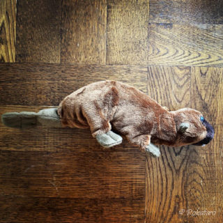 弟紹介・ペンケースくん